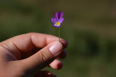 цветенце в ръка | flower in hand