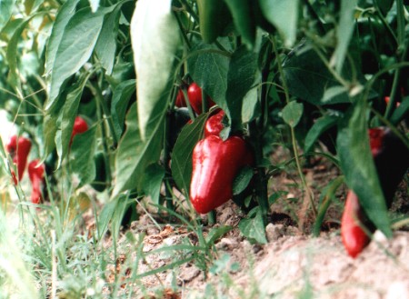 пиперки в леха  | bed of peppers 