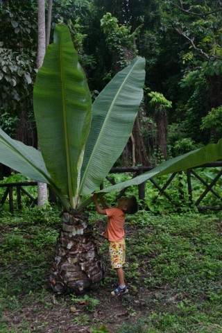 bobo-pod-goliama-marulia.thai