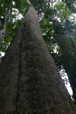 dyrvo-nagore.tioman